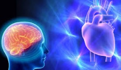 ذهن یا قلب: کدام‌ یک در قضاوت خِردمندانه نقش دارد؟